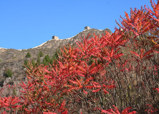 Beijing private car service to appreciate the red autumnal leaves 